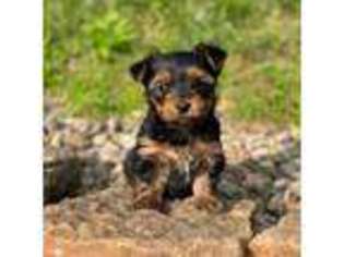 Yorkshire Terrier Puppy for sale in Akron, OH, USA
