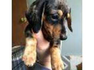 Dachshund Puppy for sale in Tilton, NH, USA