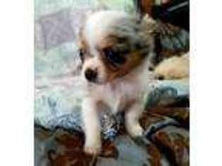 Chihuahua Puppy for sale in Winona, MN, USA