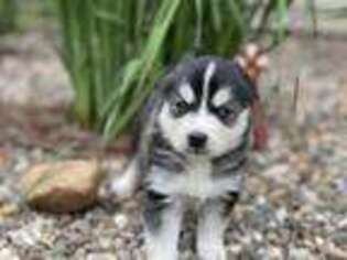 Alaskan Klee Kai Puppy for sale in Moberly, MO, USA