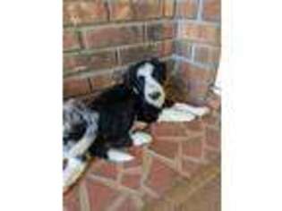 Border Collie Puppy for sale in Gaffney, SC, USA