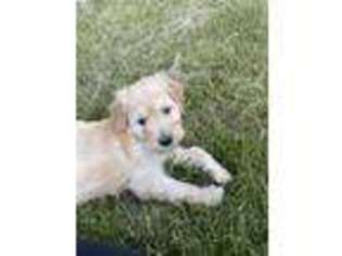 Goldendoodle Puppy for sale in Rockford, IL, USA