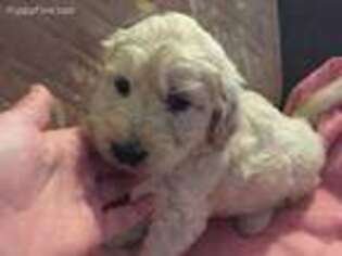 Goldendoodle Puppy for sale in Clay City, IN, USA