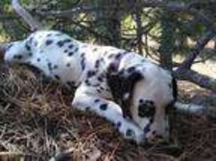 Dalmatian Puppy for sale in Casper, WY, USA