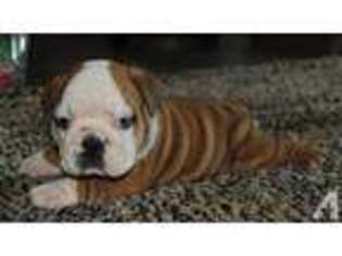 Bulldog Puppy for sale in SEMINARY, MS, USA