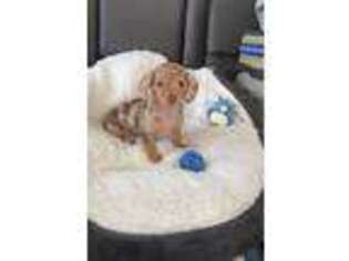 Dachshund Puppy for sale in Linden, AL, USA