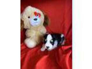 Mutt Puppy for sale in Weimar, TX, USA