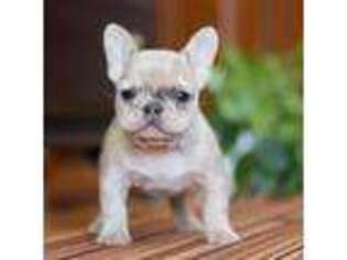 French Bulldog Puppy for sale in Sugarcreek, OH, USA