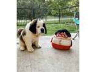 Saint Bernard Puppy for sale in Overland Park, KS, USA