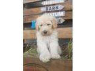 Labradoodle Puppy for sale in Knoxville, IA, USA
