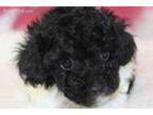 Mutt Puppy for sale in Pickton, TX, USA