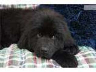 Newfoundland Puppy for sale in Reading, PA, USA