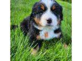 Bernese Mountain Dog Puppy for sale in Pingree, ID, USA