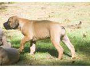 Boerboel Puppy for sale in Spring Grove, IL, USA