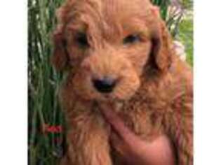Mutt Puppy for sale in Moscow, ID, USA