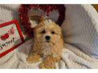 Shih-Poo Puppy for sale in Springfield, MO, USA