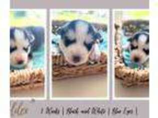 Siberian Husky Puppy for sale in Waterford, VA, USA