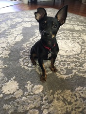 Miniature Pinscher-Unknown Mix Dogs for adoption in East Amherst, NY, USA