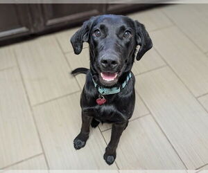 Labrador Retriever Dogs for adoption in Clovis, CA, USA