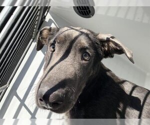 Labrador Retriever Dogs for adoption in Houston, TX, USA