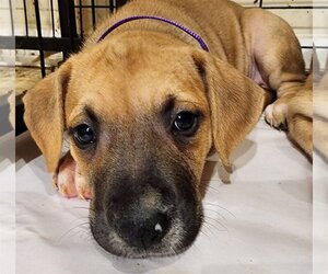 Labrador Retriever-Unknown Mix Dogs for adoption in Mechanicsburg, PA, USA