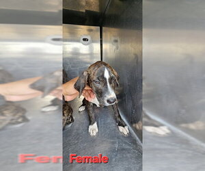 American Pit Bull Terrier-Unknown Mix Dogs for adoption in Pasadena, TX, USA