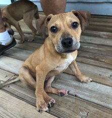 American Bulldog Dogs for adoption in Osteen, FL, USA
