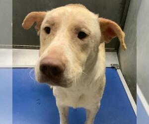 Labrador Retriever-Unknown Mix Dogs for adoption in Conroe, TX, USA