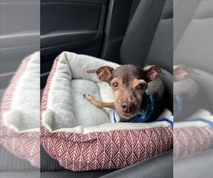 Chihuahua Dogs for adoption in San Bernardino, CA, USA