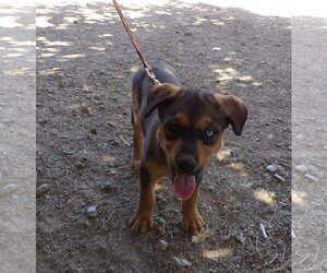 Rottweiler Dogs for adoption in Golden Valley, AZ, USA