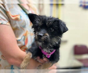 Chihuahua-Unknown Mix Dogs for adoption in Denver, CO, USA