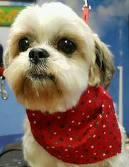 Medium Photo #1 Shih Tzu Puppy For Sale in Morgantown WV, PA, USA