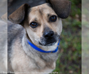 Dorgi Dogs for adoption in Anchorage, AK, USA