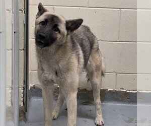 Norwegian Elkhound-Unknown Mix Dogs for adoption in Anchorage, AK, USA