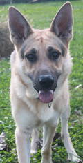 German Shepherd Dog Dogs for adoption in Holden, MO, USA