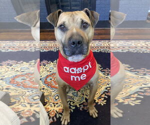 American Pit Bull Terrier-Black Mouth Cur Mix Dogs for adoption in Fishers, IN, USA