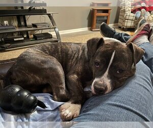 Bullypit Dogs for adoption in Lakewood, CO, USA