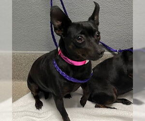 Chihuahua-Unknown Mix Dogs for adoption in Las Vegas, NV, USA