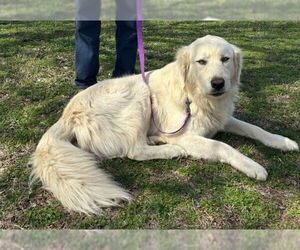 Great Pyrenees Dogs for adoption in Winter Park, CO, USA
