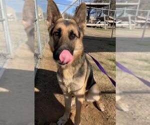 Medium Photo #1 German Shepherd Dog Puppy For Sale in Euless, TX, USA