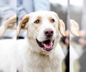 Labrador Retriever Dogs for adoption in Agoura Hills, CA, USA