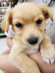 Chiranian Dogs for adoption in Colton, CA, USA