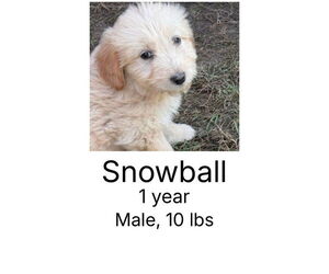 Poodle (Miniature)-Unknown Mix Dogs for adoption in Plainfield, IL, USA