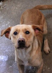 Medium Photo #1 Labrador Retriever-Unknown Mix Puppy For Sale in Leavenworth, KS, USA