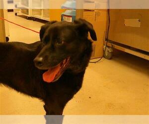 Labrador Retriever-Unknown Mix Dogs for adoption in Sanford, FL, USA