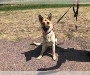 German Shepherd Dog Dogs for adoption in Denver, CO, USA