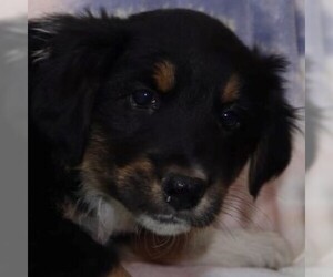 Border-Aussie Dogs for adoption in Cumming, GA, USA