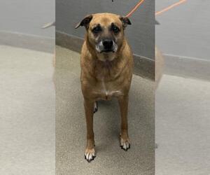 German Shepherd Dog-Unknown Mix Dogs for adoption in Las Vegas, NV, USA