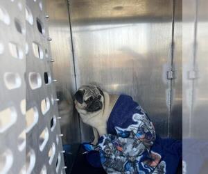 Pug-Unknown Mix Dogs for adoption in San Antonio, TX, USA