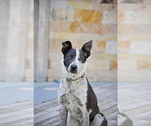 Mutt Dogs for adoption in Sandy, UT, USA